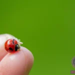 Crushing Ladybug Dream Meaning