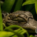 What Does a Baby Alligator Symbolize in Your Dreams?