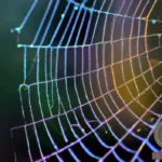 Decoding the Meaning of Dreaming of Colorful Spiders