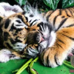 What Does a Baby Tiger Dream Mean? Exploring the Symbolism and Interpretation