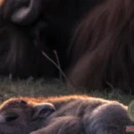 Baby Buffalo Dream Meaning: Symbolism and Interpretation
