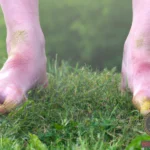 Decoding the Meaning Behind Walking Barefoot in Mud Dream