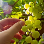 Understanding the Symbolism of Eating Green Grapes in Your Dreams