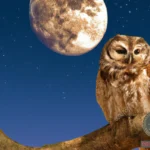 The Intricate Interpretation of Owl Dreams