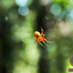 Unraveling the Meaning of Dreaming about Orange Spiders