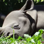 The Meaning Behind Your Baby Rhinoceros Dreams