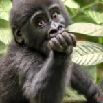 Small Gorilla Dream Meaning: Understanding the Symbolism