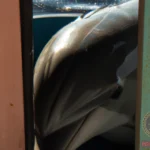 The Meaning of Dolphin Captivity Dreams: Decoding Its Symbolism and Interpretation