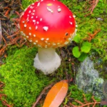 Red Mushroom Dream Meanings and Symbolism