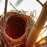 Understanding Bird Nest Dream Meaning