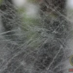 Spider Infestation Dream Meaning: What it Says About Your Waking Life