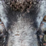 Angry Sheep Dream Meaning: Decoding the Fury of Lamb’s Rage