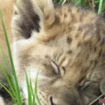 Lion Cub Dream Meaning: Understanding the Symbolism