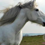 The White Horse Dream Meaning: Symbolism and Interpretation