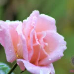 The Pink Rose Dream Meaning: Unlocking Its Symbolism