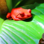 Red Frog Dream: What Does It Mean?