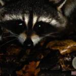 Raccoon Attack Dream Meaning: Unraveling Its Hidden Symbolism