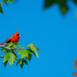 Cardinal Bird Dream Meaning: Understanding the Significance