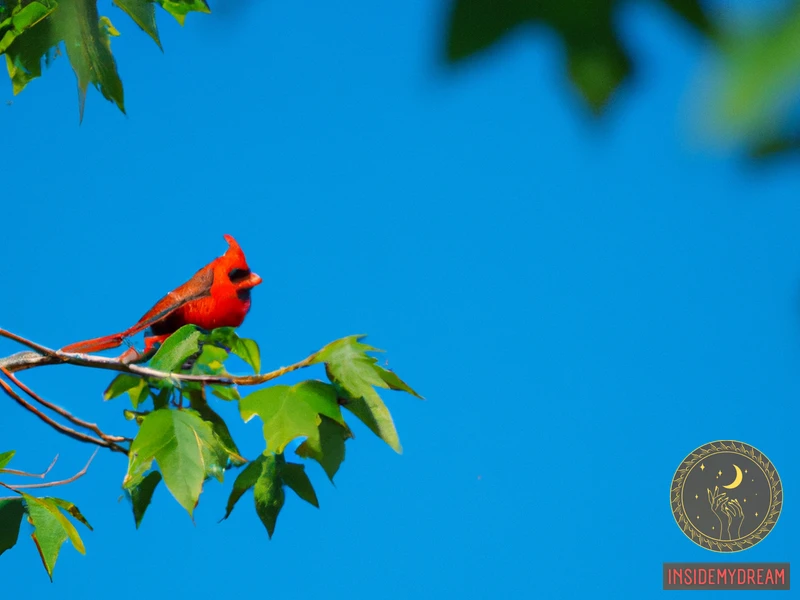 Cardinal Bird Dream Meaning Understanding The Significance   215.webp