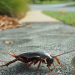 Exploring the Significance of Giant Cockroach Dreams
