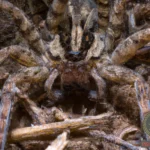 What Does It Mean to Dream About Wolf Spiders?