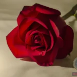 Red Roses Dream Meaning