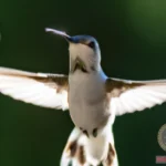 Unveiling the White Hummingbird Dream Symbolism