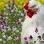 Unraveling The Symbolism Behind Dreaming Of A White Chicken