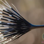 What Does it Mean to Dream of Porcupine Quills? Exploring the Depths of Your Being