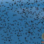 Swarm of Flies Trying to Kill Dream Meaning: Decoding the Ominous Symbols of a Common Nightmare