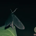 Black Moth Dream Meaning: Deciphering Your Nighttime Vision