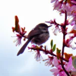Discover the Hidden Symbolism Behind Small Bird Dreams