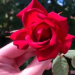 Exploring the Fascinating Symbolism of Roses in Dreams