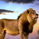Understanding the African Lion Dream Meaning