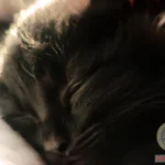 The Interpretation of Dreams About a Black Fluffy Kitten