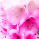 Understanding the Spiritual Meaning of Pink Flowers in Your Dreams