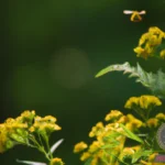 Wasp Dream Interpretation: What Do Wasp Dreams Mean?