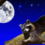 The Hidden Meanings Behind Your Raccoon Dreams