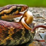 Uncovering the Snake Eating a Mouse Dream Meaning