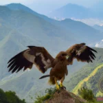 I'm the Boss Hawk Dream Meaning: Take Charge of Your Life with this Fascinating Dream Interpretation