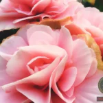 Unveiling the Meaning Behind Pink Flowers Dream
