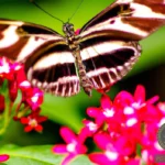 Butterfly Love Dream Meaning: Interpretation and Symbolism