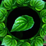 The Significance of Seeing Betel Leaves in Your Dreams