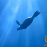 Understanding the Symbolism Behind Your Seal Animal Dream