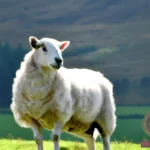 What Does It Mean When You See White Sheep in Your Dreams?