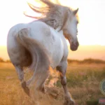 The Symbolic Meaning behind a White Horse Dream