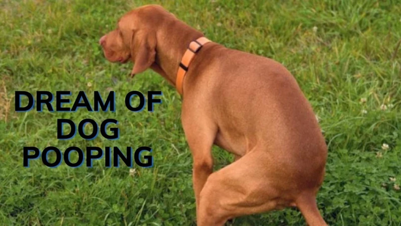 Common Emotions In Cleaning Up Dog Poop Dream