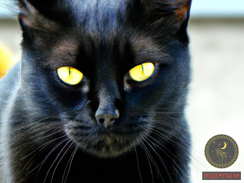 Common Interpretations Of Big Black Cat Dreams
