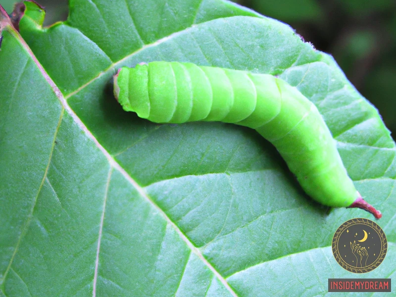 Common Scenarios In Dreams About Green Caterpillars