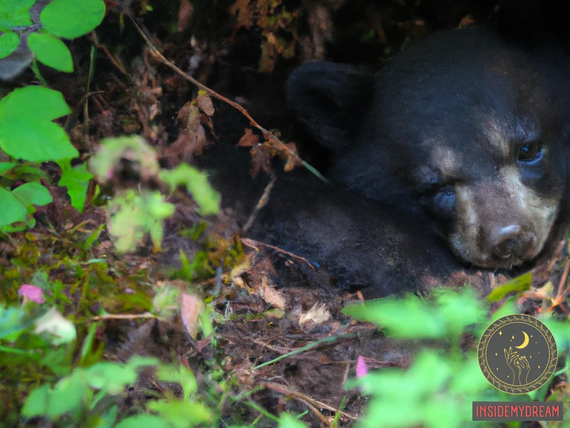 Introduction To Baby Black Bear Dreams